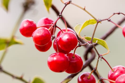 Wild Grapes