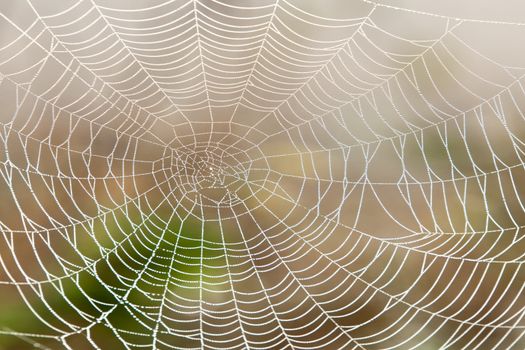 closeup of spider web with dew drops in the morning