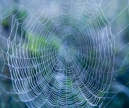 closeup of spider web with dew drops in the morning