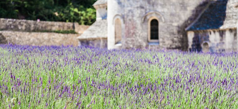 France, Provence Region, Senanque Abbey. Lavander field in summer season.