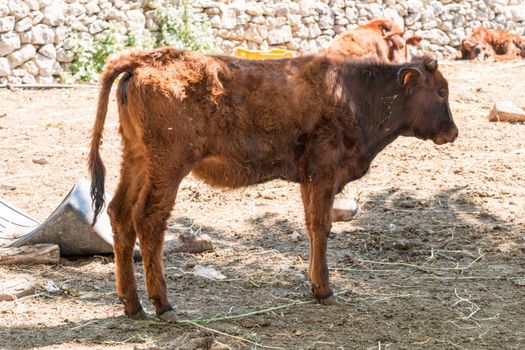 Cow eating in a fence