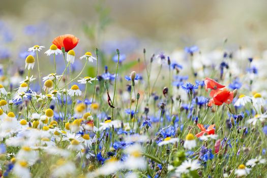 abundance of blooming wild flowers on the meadow at spring time