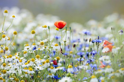 abundance of blooming wild flowers on the meadow at spring time