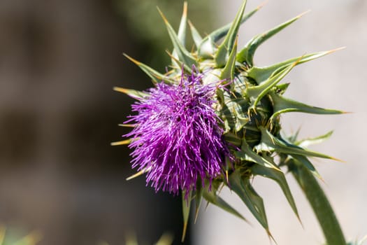 Violet plant with big thorns