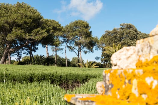 Lawn and trees in east Sicily