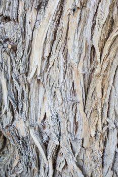 Aged Wood Texture on Old Tree Background Abstract.