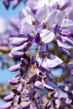 Purple plants