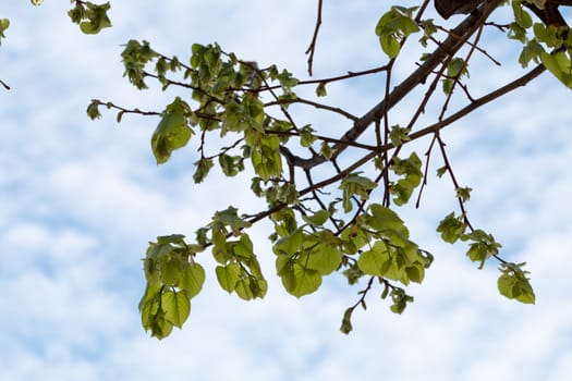 Leaves and twigs