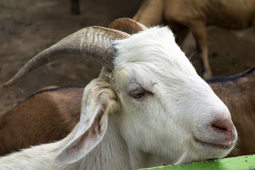 White Head. Wood Goat Year Feb 19, 2015 - Feb  7, 2016