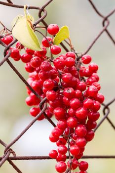 Wild Grapes