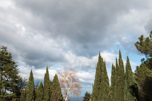 Trees in autumn