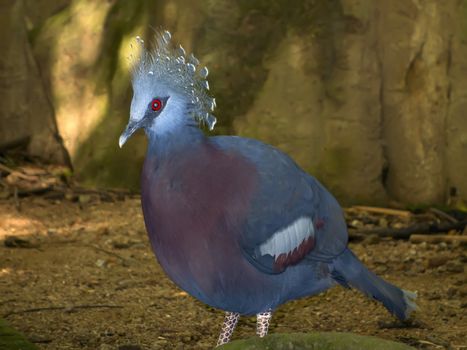 Victoria crowned pigeon or Goura victoria is large, bluish-grey pigeon with elegant blue lace-like crests, maroon breast and red iris