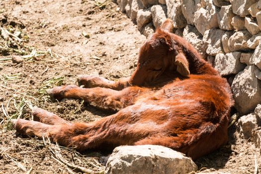 Little calve sleeping