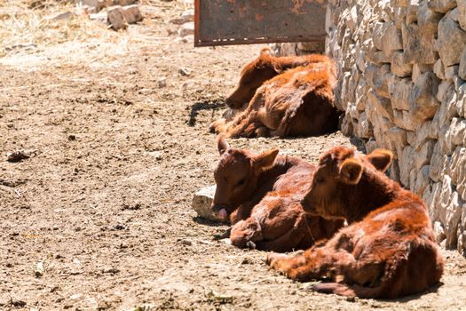 Little calves sleeping