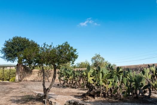 Prickly Pears plant in spring