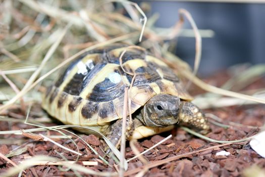 Hermann's tortoise (Testudo heHermann's tortoise (Testudo hermanni boettgeri) a standing protected species of turtle