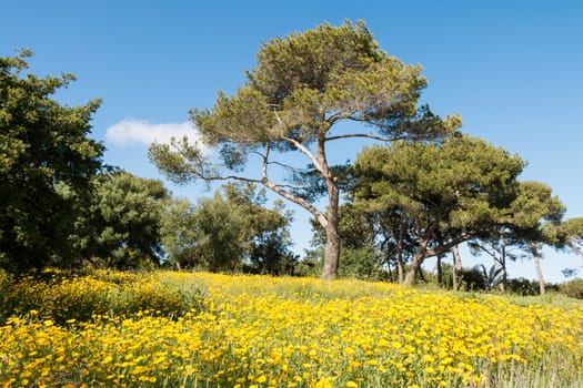 Lawn and trees in east Sicily