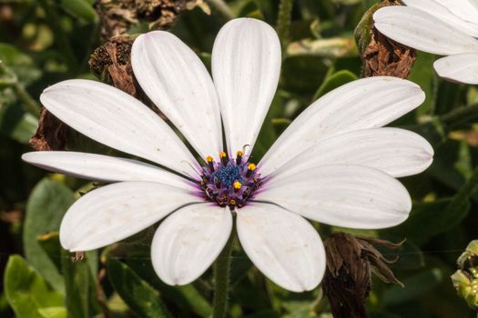 Big Daisy in a field spring time