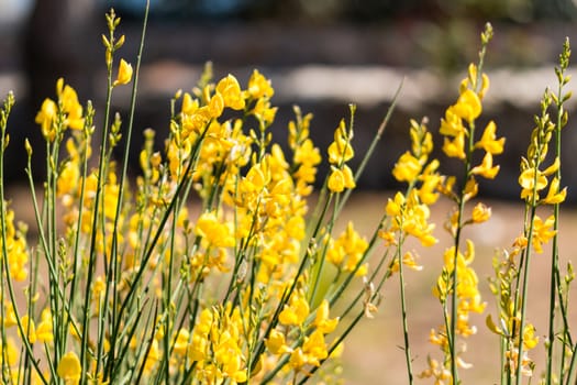 Grass and yellow flowers