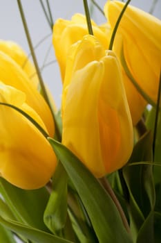 Yellow tulips isolated on white background 