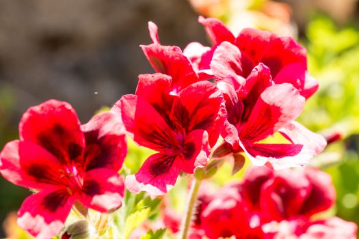 Red flowers with black spots