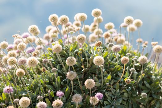 White plants with fluffy flowers