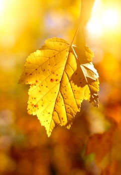 Autumn Foliage on the Tree Closeup