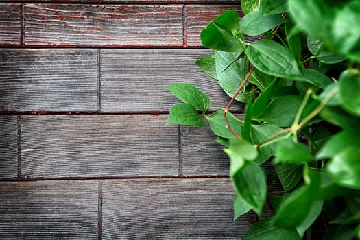 Green Leaves on the Wooden Background