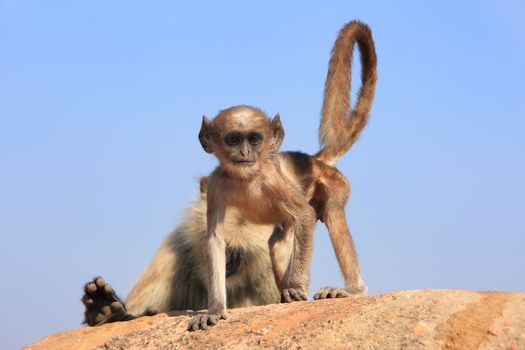 Baby Gray langur (Semnopithecus dussumieri) playing at Ranthambore Fort, Rajasthan, India