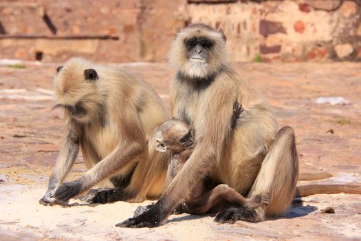 Gray langurs (Semnopithecus dussumieri) with a baby sitting at Ranthambore Fort, Rajasthan, India