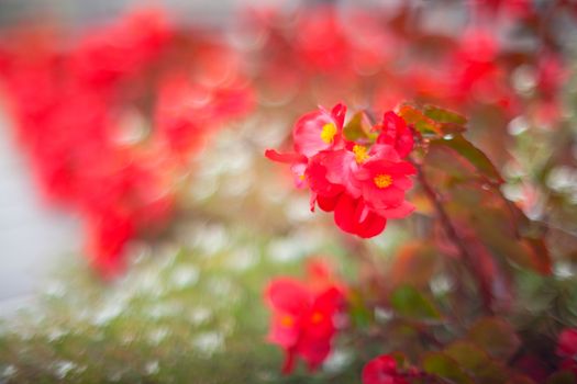 Close up of nice red flowers