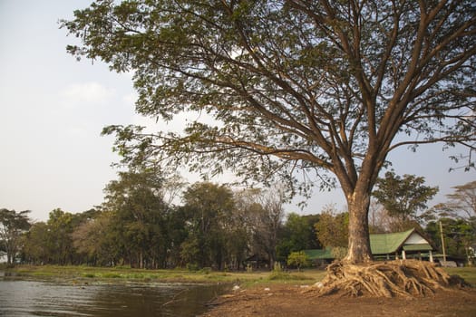 Large trees near water sources Large trees in the park areas.