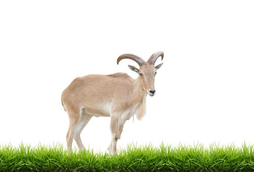 female Barbary sheep with green grass isolated on white background