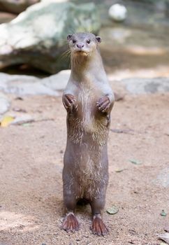 Smooth coated otter ( Lutrogale perspicillata )