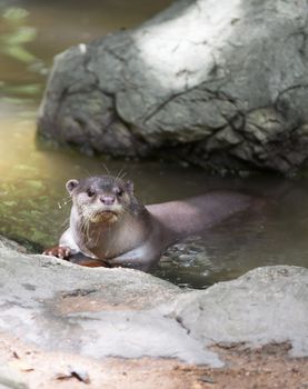 Smooth coated otter ( Lutrogale perspicillata )