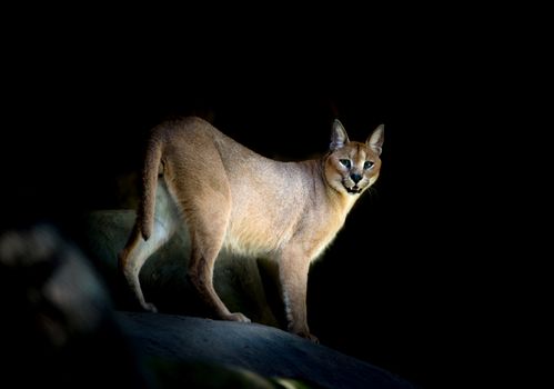 caracal standing on rock in the dark