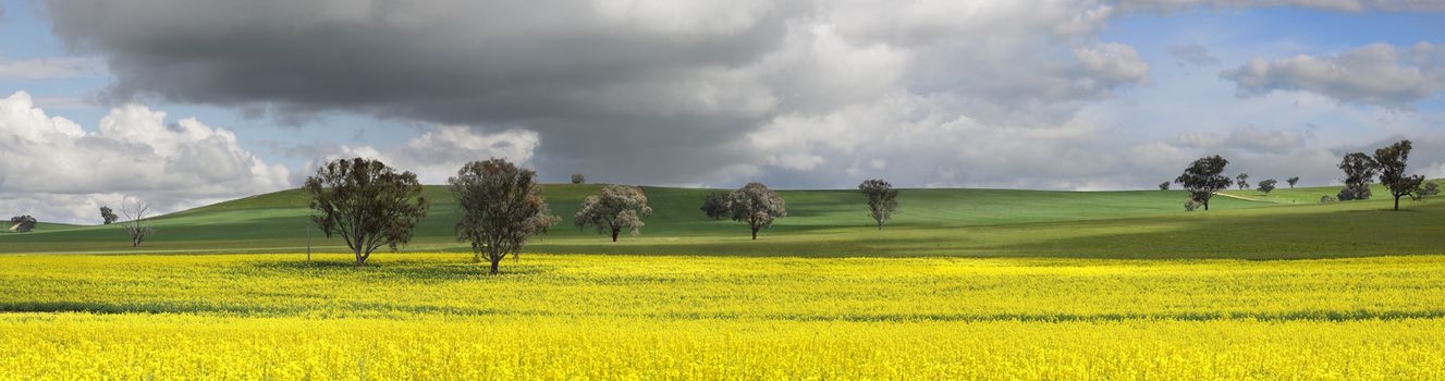 Fields of golden canola and wheat undersown with lucerne.   These canola crops are in the top 1-2% grown in Australia due to their high quality and yield. Clouds dapple the landscape and sun highlights the canola and backlights some of the trees.