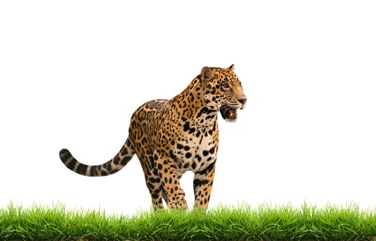 jaguar ( panthera onca ) with green grass isolated on white backgrond