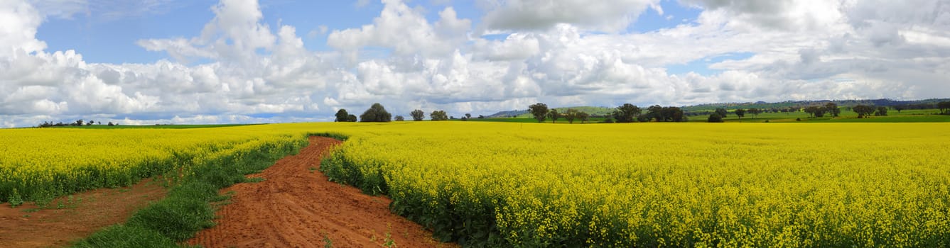 The rich red earth of the Cowra shire produces the top 1-2% of Canola grown and harvested in Australia.  