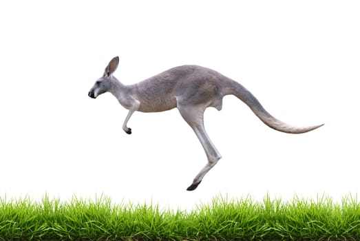 grey kangaroo jump on green grass isolated on white background