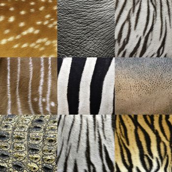 textured of an animals skin