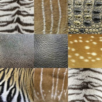 textured of an animals skin