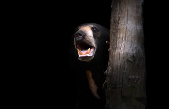 malayan sun bear standing in the dark