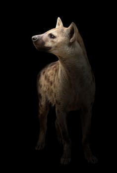 spotted hyena standing in the dark night