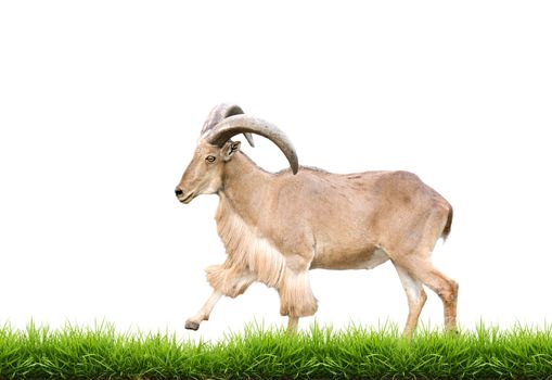 male Barbary sheep with green grass isolated on white background