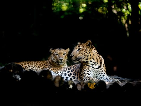 jajuar ( panthera onca ) resting on timber