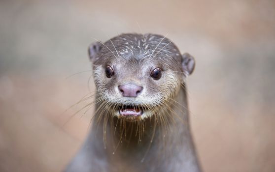 Smooth coated otter ( Lutrogale perspicillata )