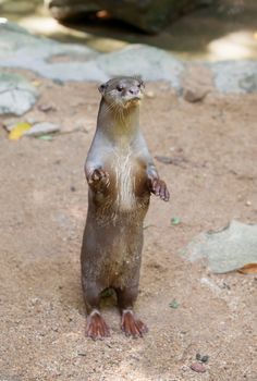 Smooth coated otter ( Lutrogale perspicillata )