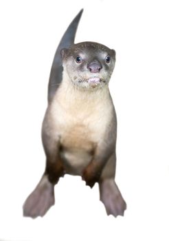 Smooth coated otter ( Lutrogale perspicillata ) isolated on white background