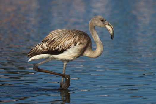 Young greater flamingo, phoenicopterus roseus, walking in the water in Camargue, France